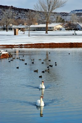 Pond on Bloomington golf course