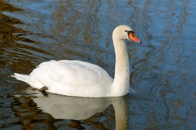 Swan With Reflection