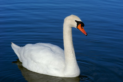 Swan In Blue Water