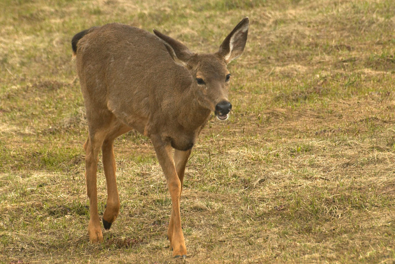 Deer at Hurricain Ridge