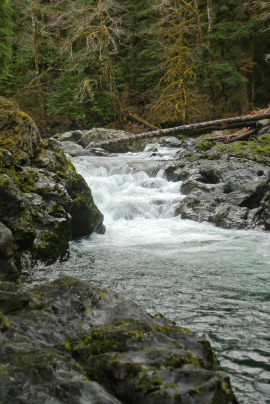Salmon Rapid on the Sol Duc River - Vertical