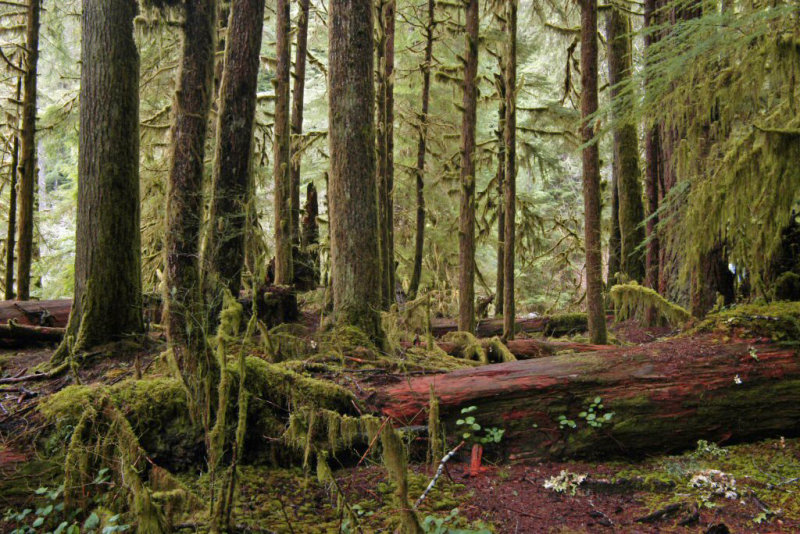 Very damp rain forrest