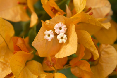 IMGP3721_edited-1.jpg