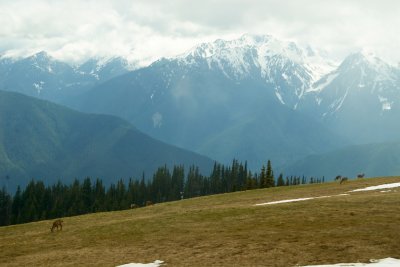 Hurricain Ridge