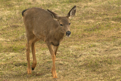 Deer at Hurricain Ridge
