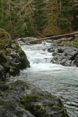 Salmon Rapid on the Sol Duc River - Vertical