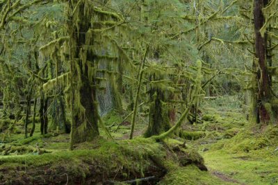 Sol Duc River Valley