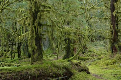 Mossy Trees