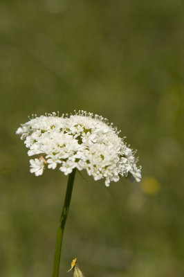 Inebolu june 2009 1731.jpg