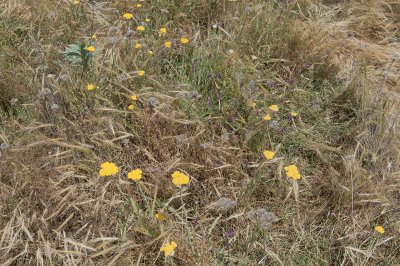 Ahlat June 2010 8649.jpg