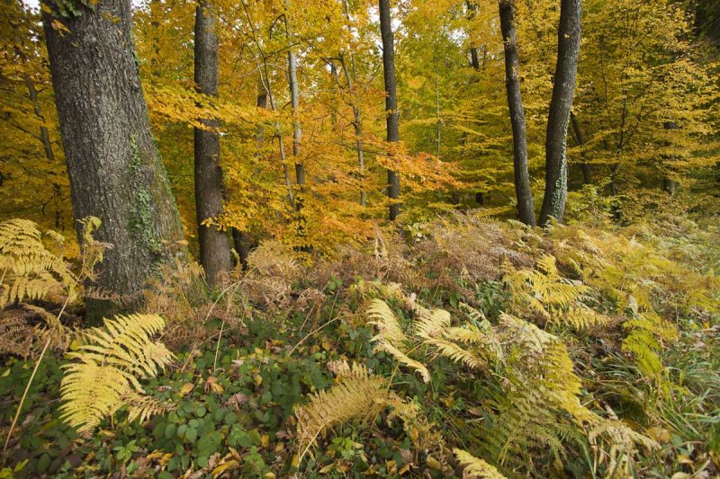 Ettlingen Spessart