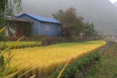 Rice field