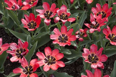 Tulipes in Botanic garden, Munich