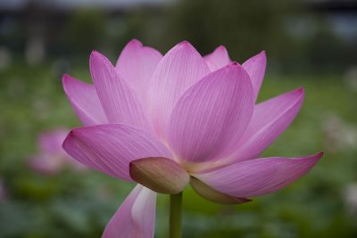 Lotus  at Semiwon