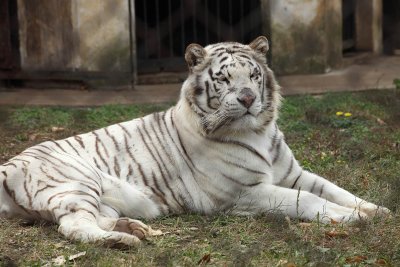 White tiger at Animal park of Hefei