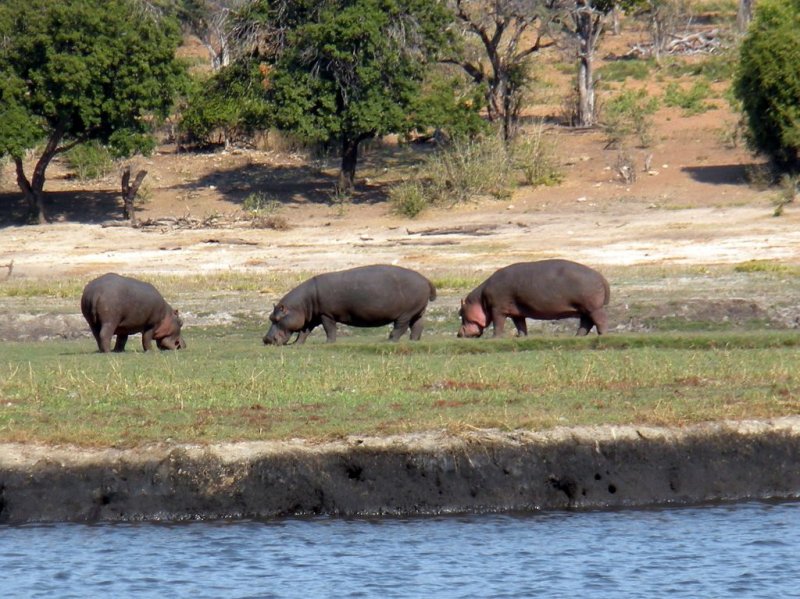 Along the Chobe River