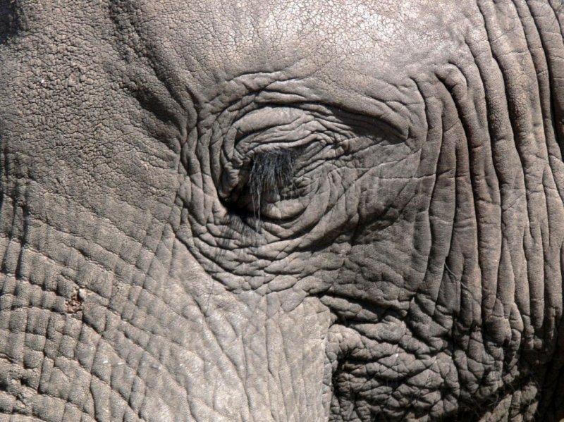 In an Elephants Eye
