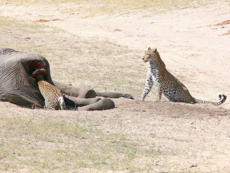 Mother Wondering What in the World Cub is Doing