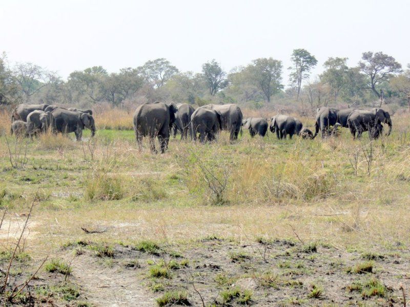 There are Those Elephants Again