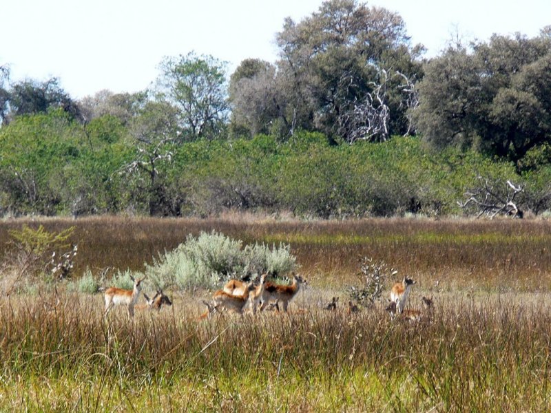 Red Lechwe