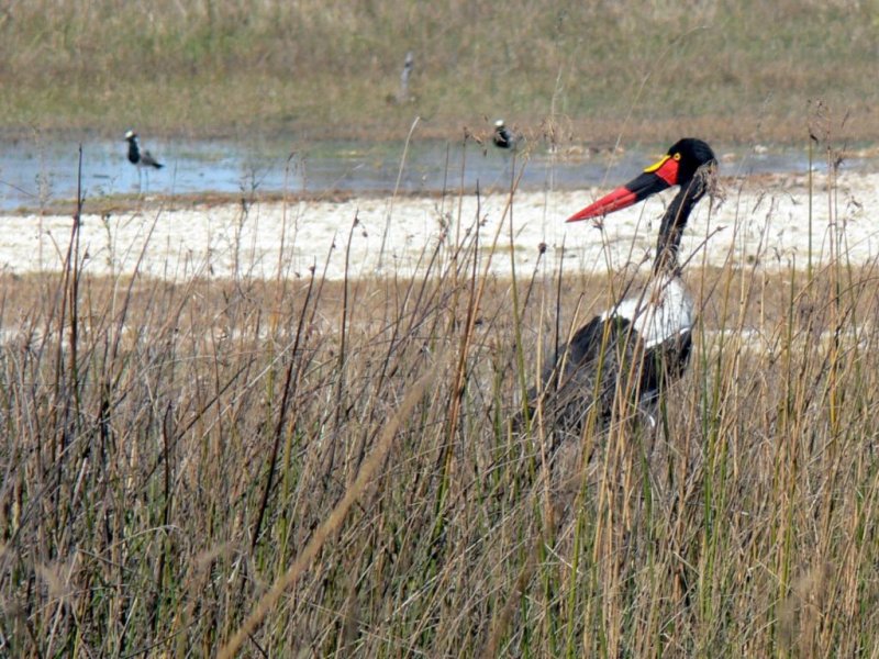 Saddle-billed Stork