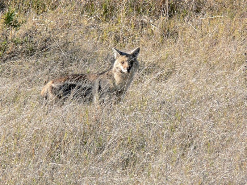 Black-backed Jackal