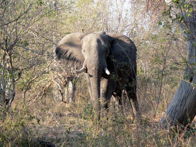 Couldnt Leave Without Putting in at Least One Elephant Shot