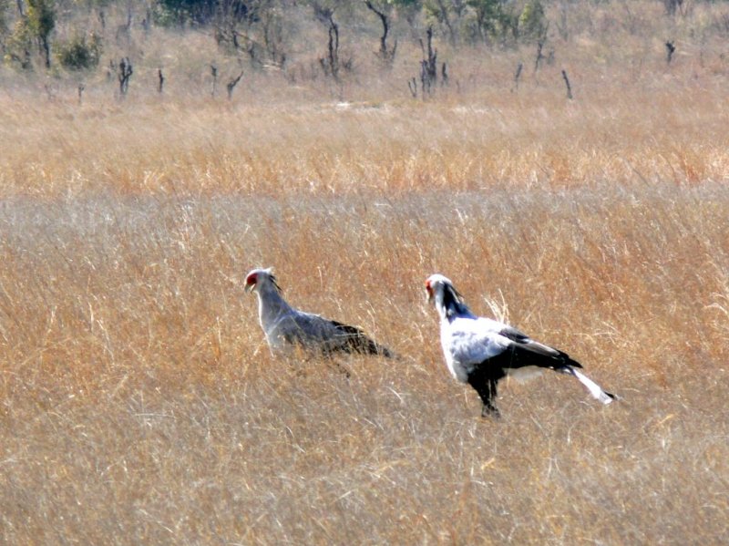 Secretary Bird