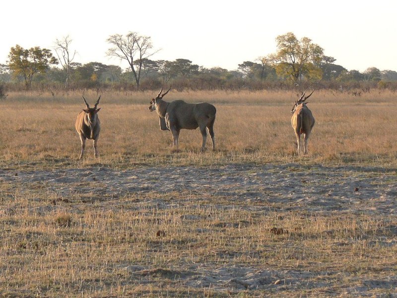Elands, the Largest of the Antelope Family