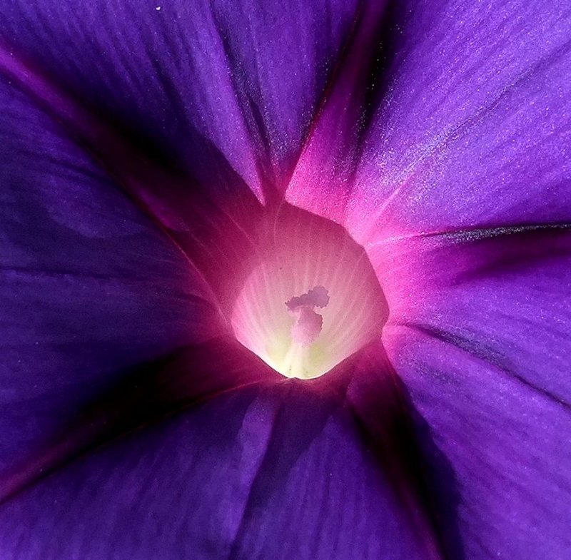 Morning Glory Sunrise