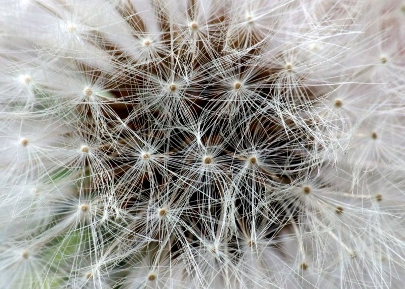 Dandelion Close Up