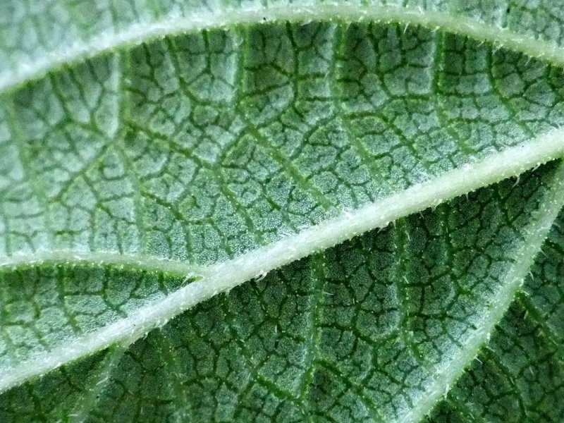 Reverse Side of Lantana Leaf