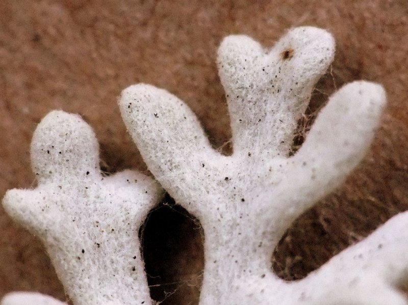 Dusty Miller Leaf (or Casper the Ghost)