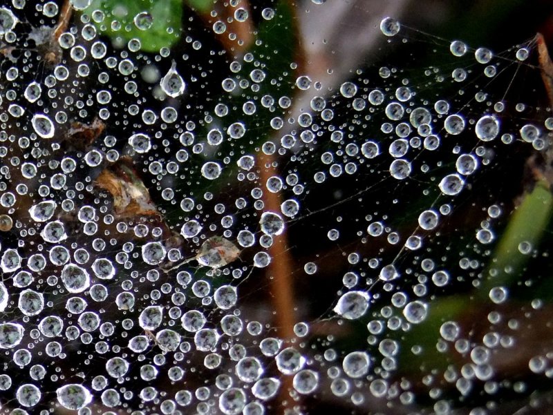 Misty Rain Drops on Web 2