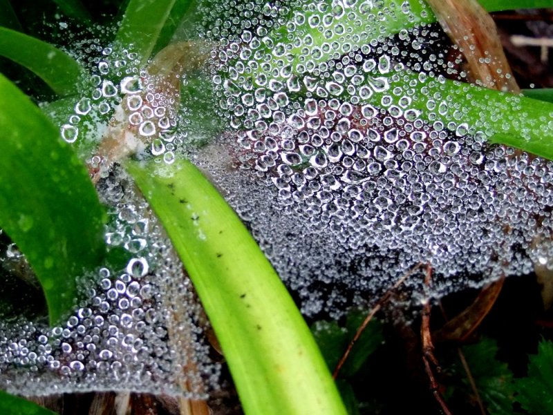 Misty Rain Drops on Web