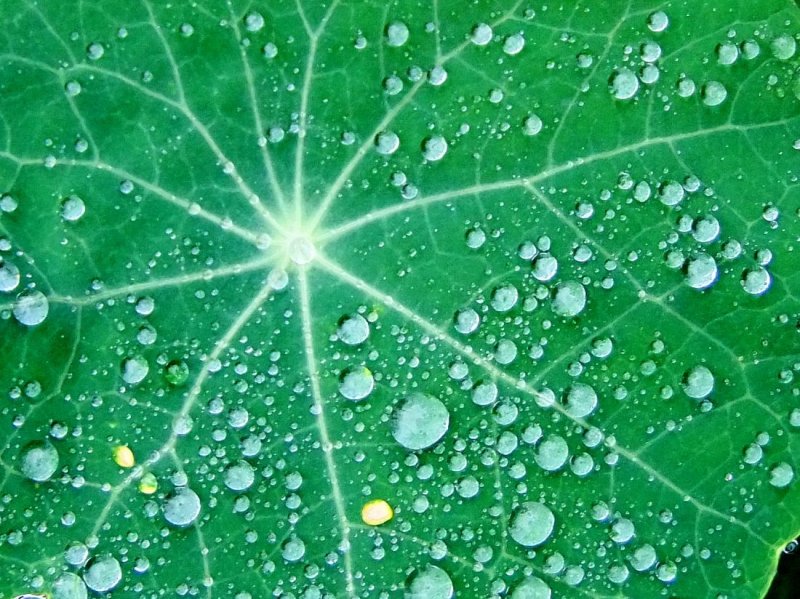 Star Burst Rain Drops