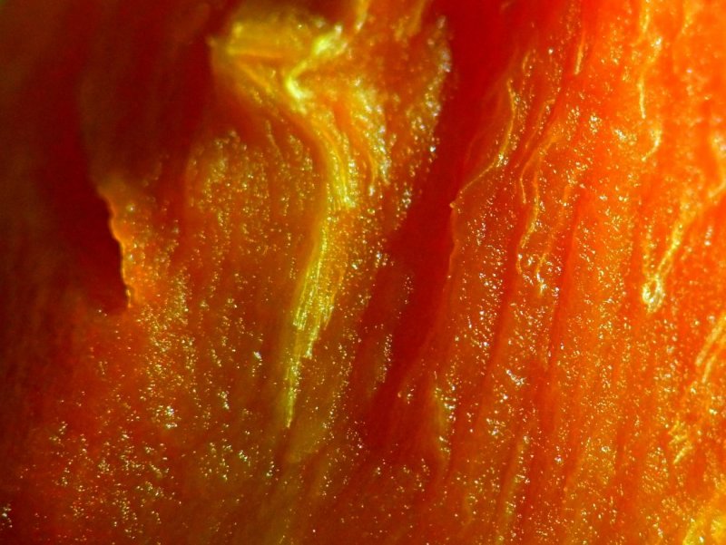 Carrot Slice