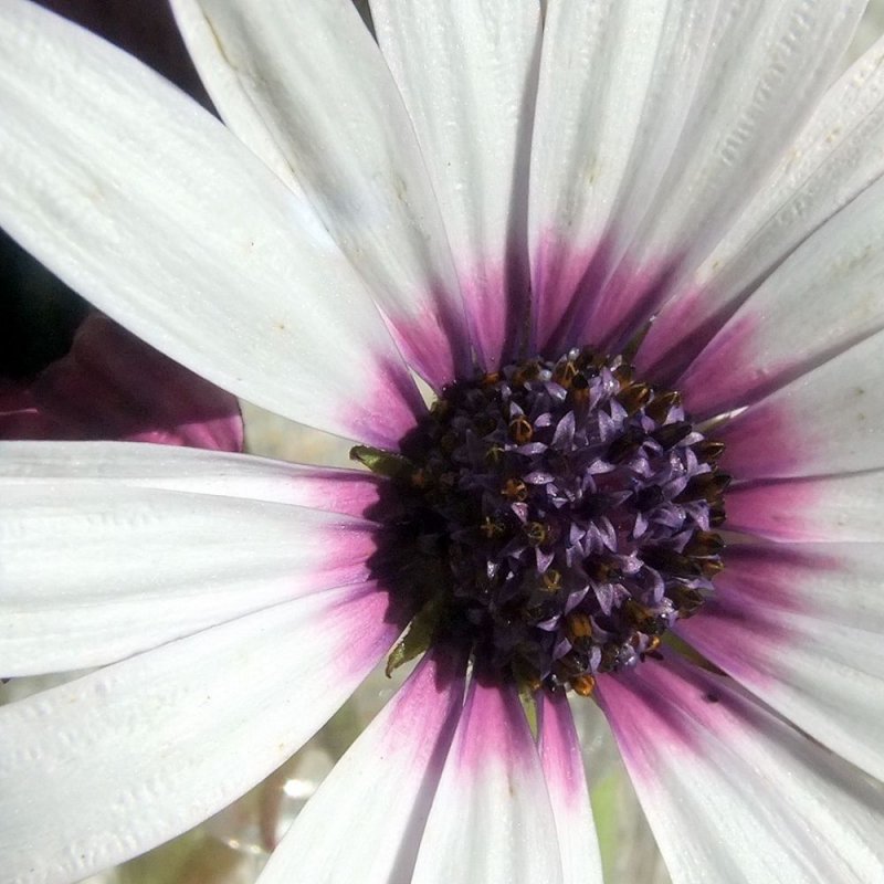 African Daisy