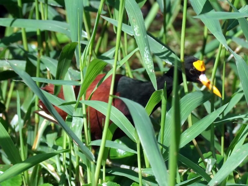  Northern Jacana Wearing His Little Hat