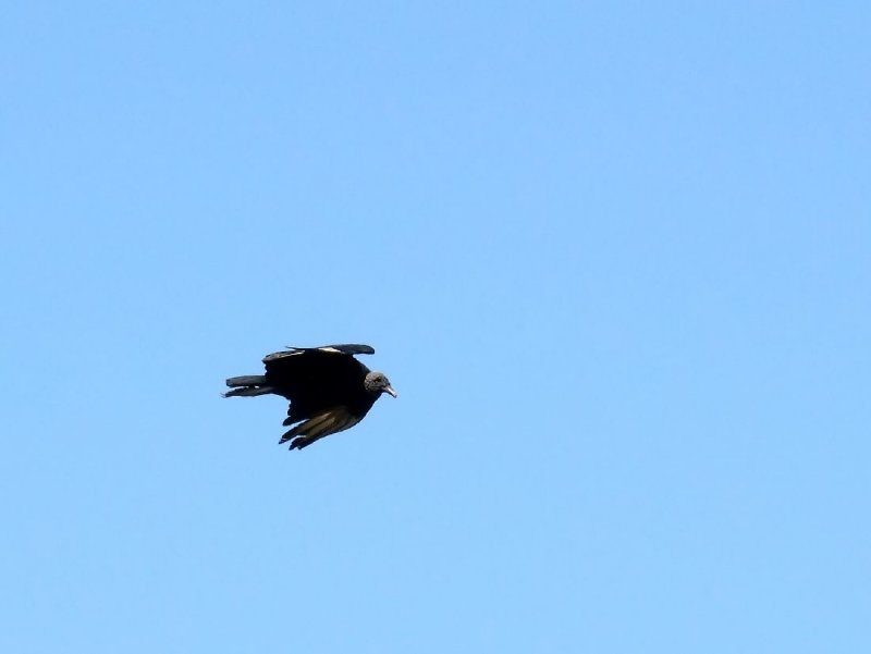 Black Vulture