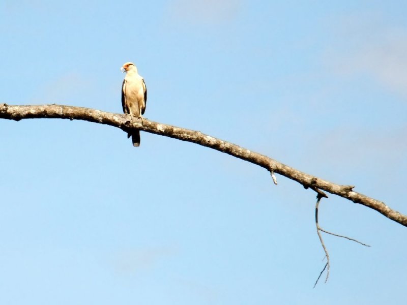  Osprey