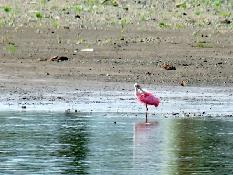  Roseate Spoonbill