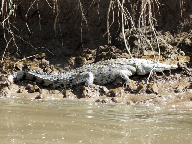  Crocodile