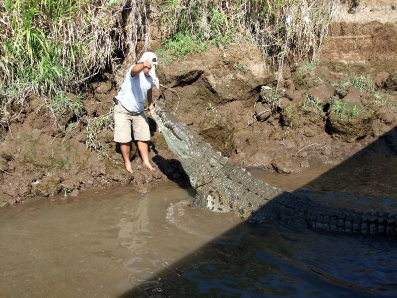  Very Large Crocodile