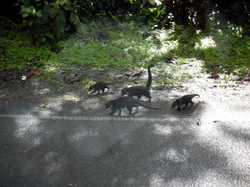  Coatis