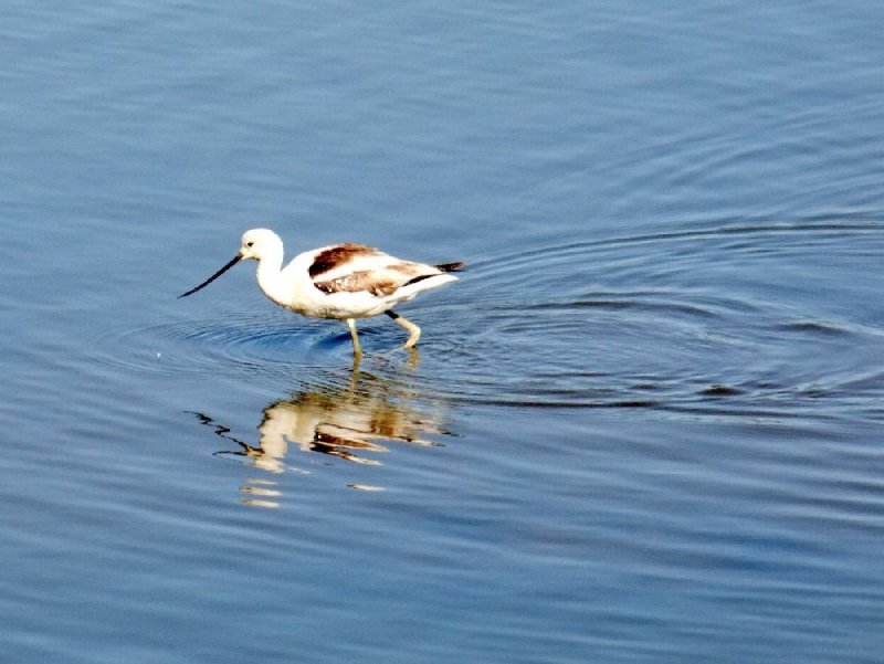  Avocet