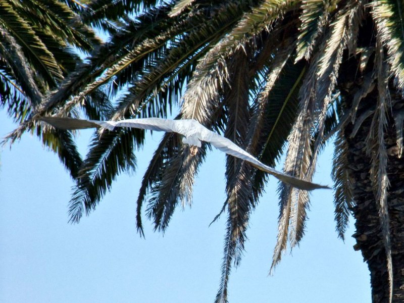 Blue Heron Heading for its Nest