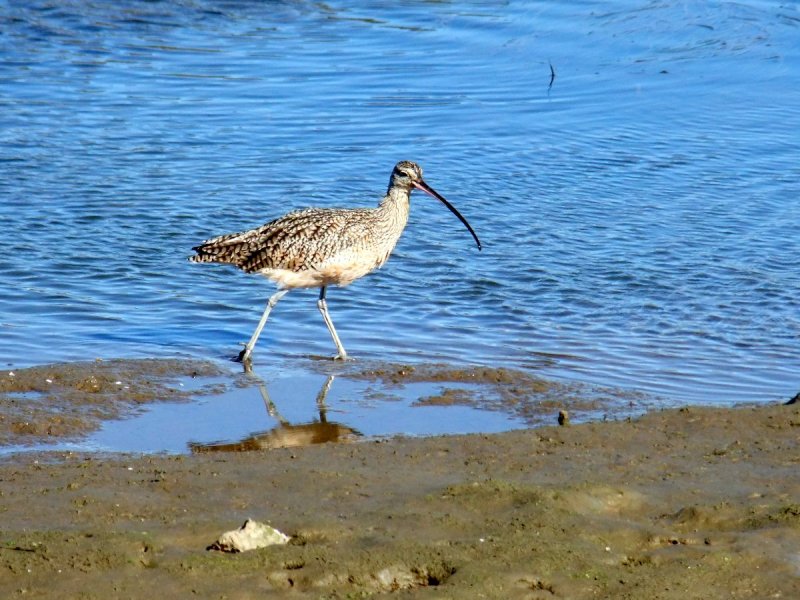 Curlew.