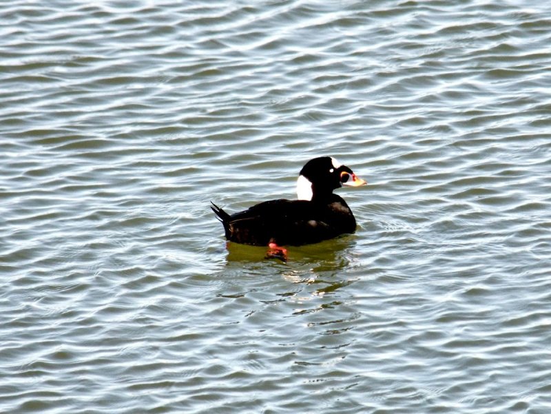 Surf Scoter
