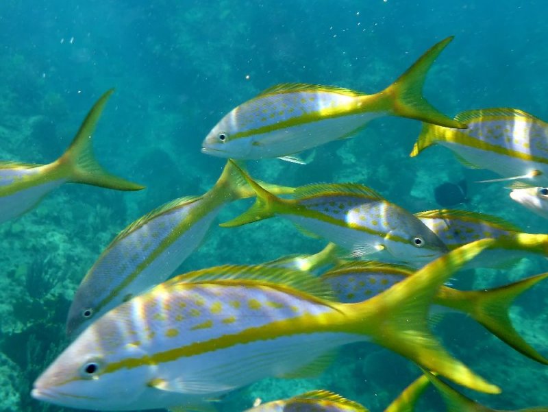 Yellowtail Snapper